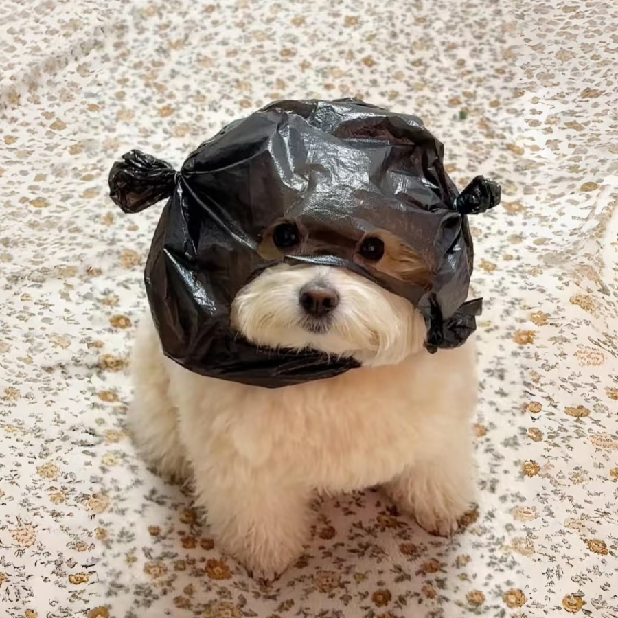 阿树