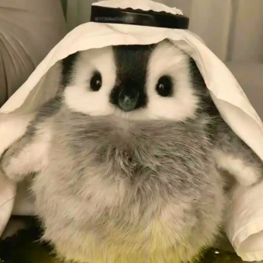 呃呃呃