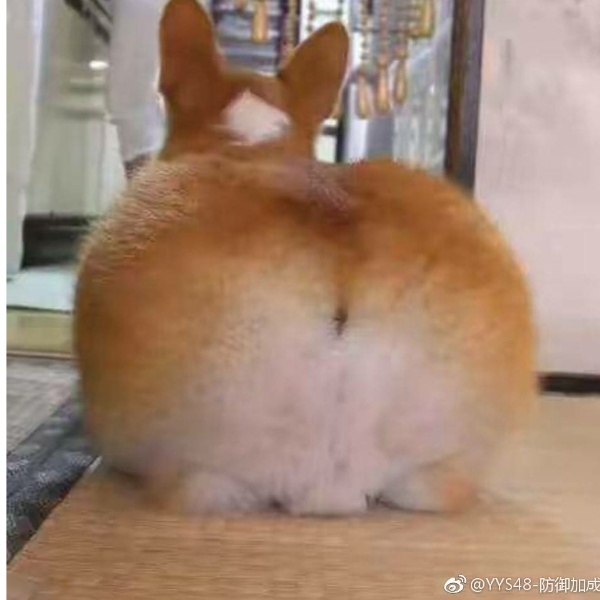苗木诚