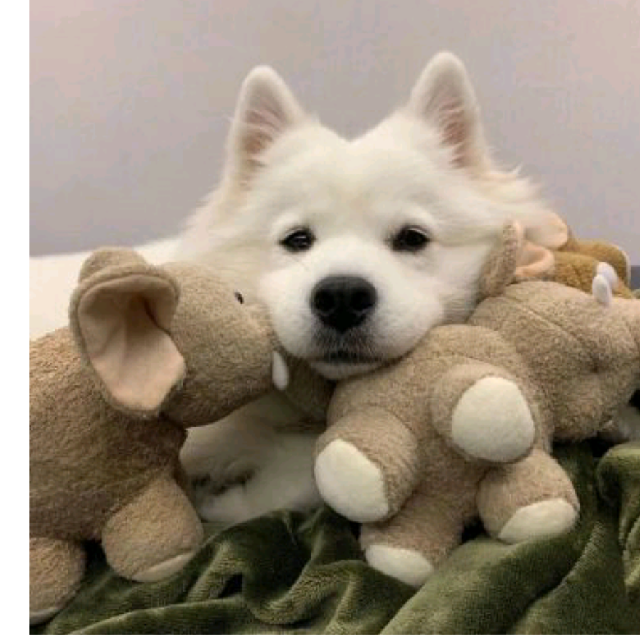 恋恋罗