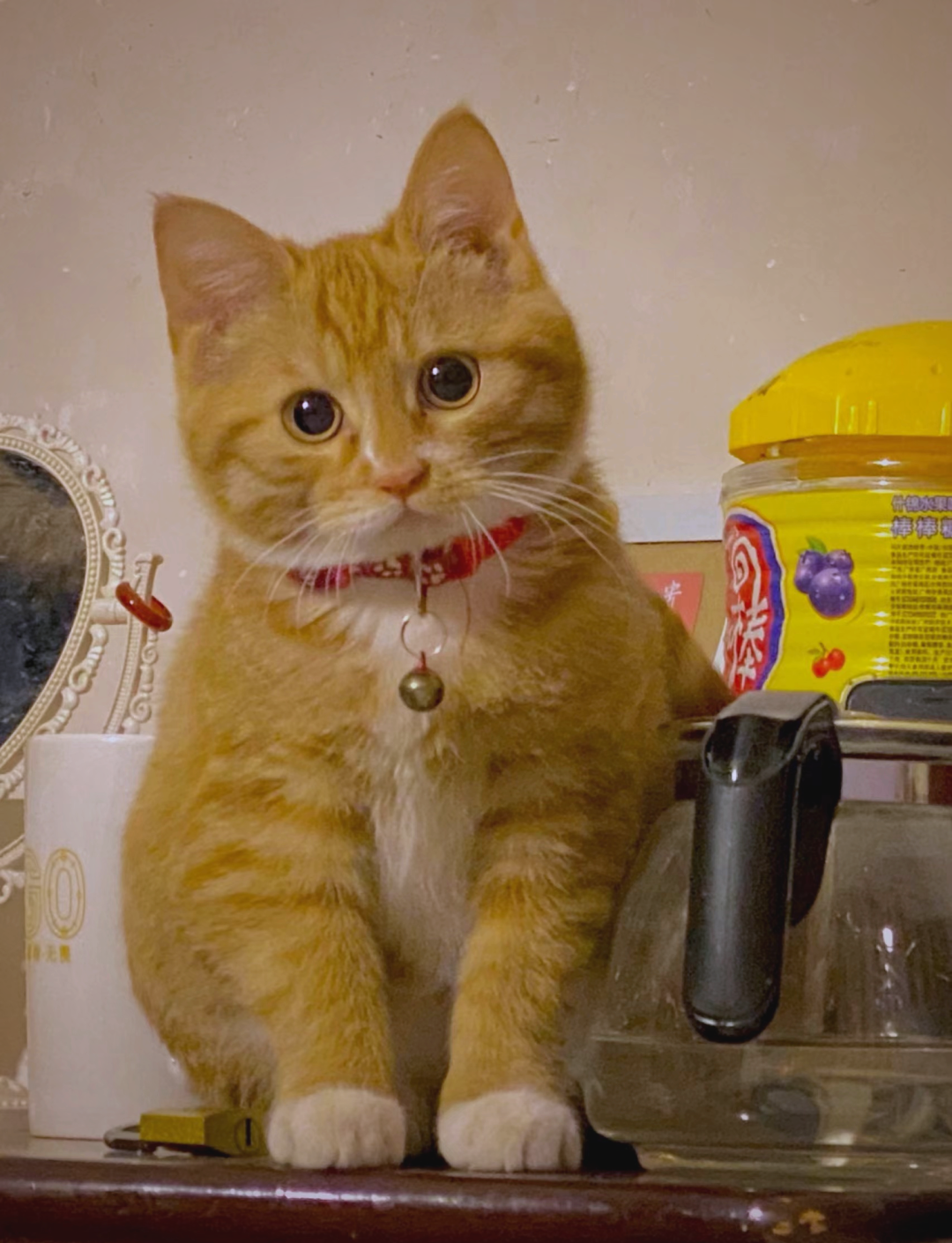 橘猫小新