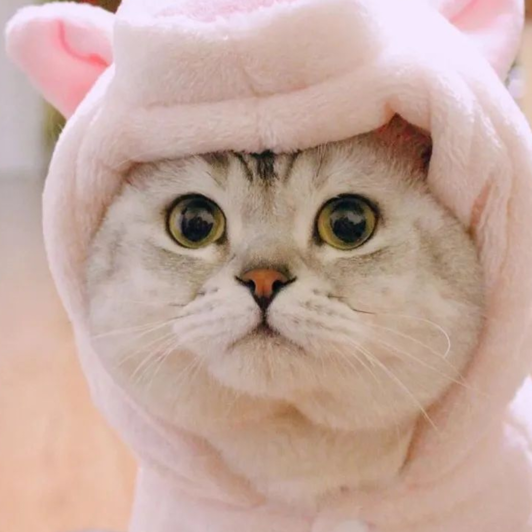 爱吸猫的鱼