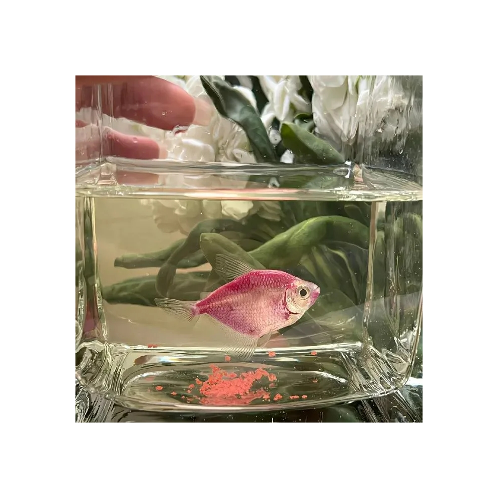 🐟