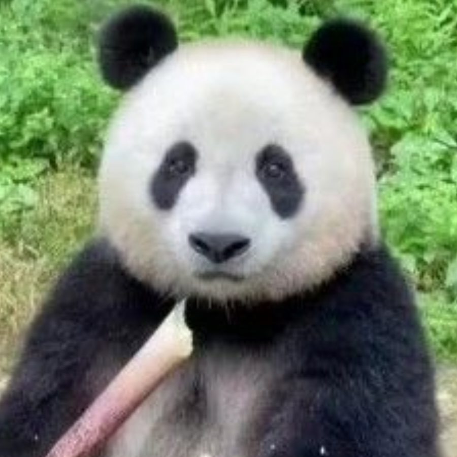 凶凶熊