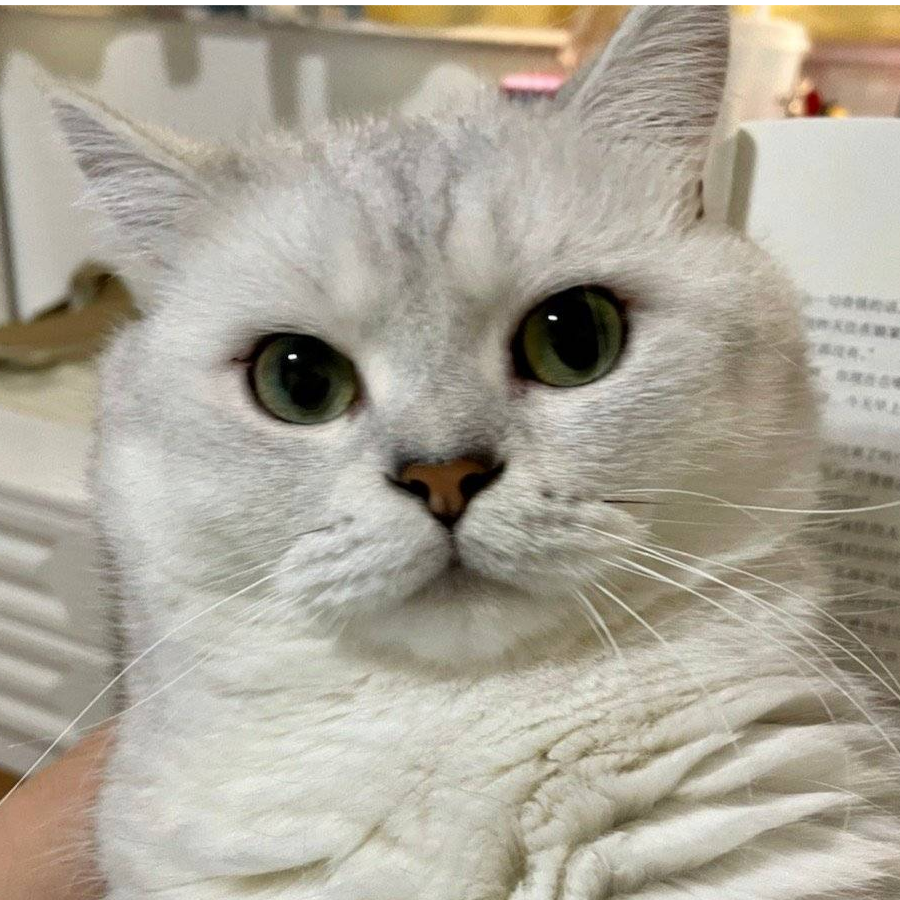 猫猫被我弄丢了