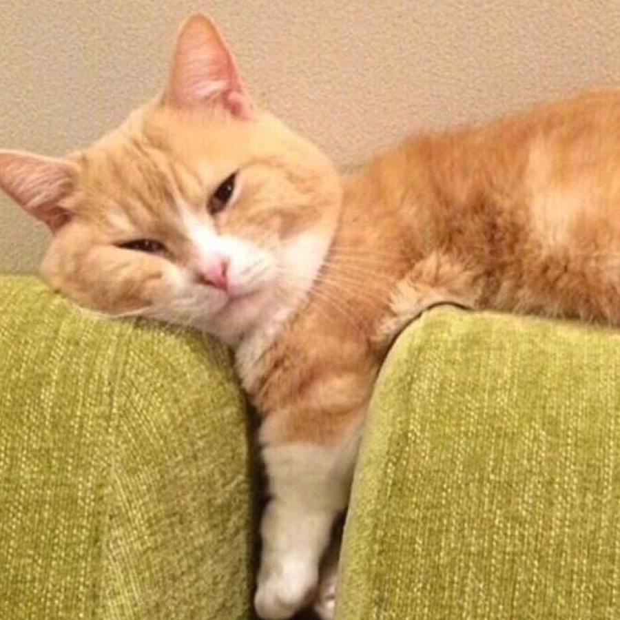 香煎大橘猫