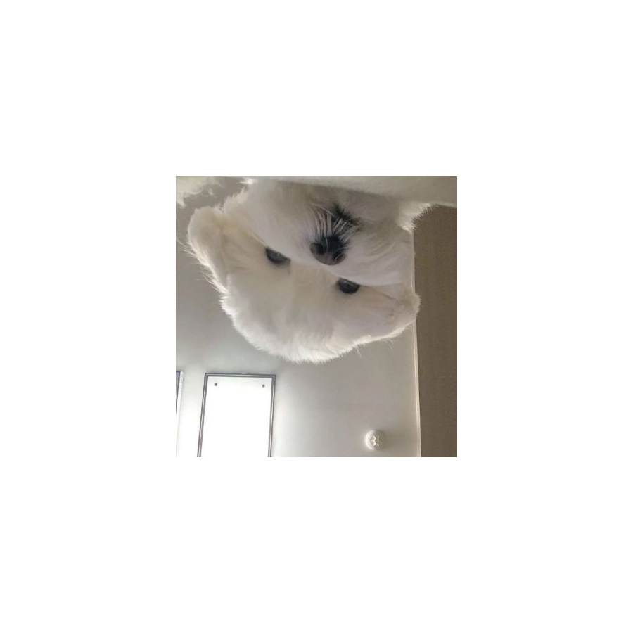 看啥呢