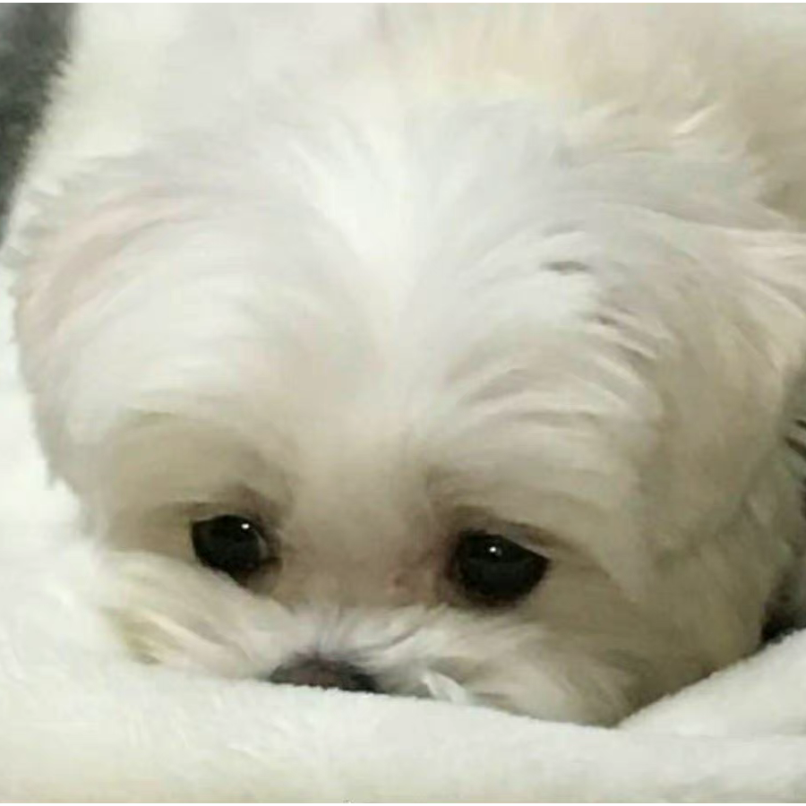 Ghiocel