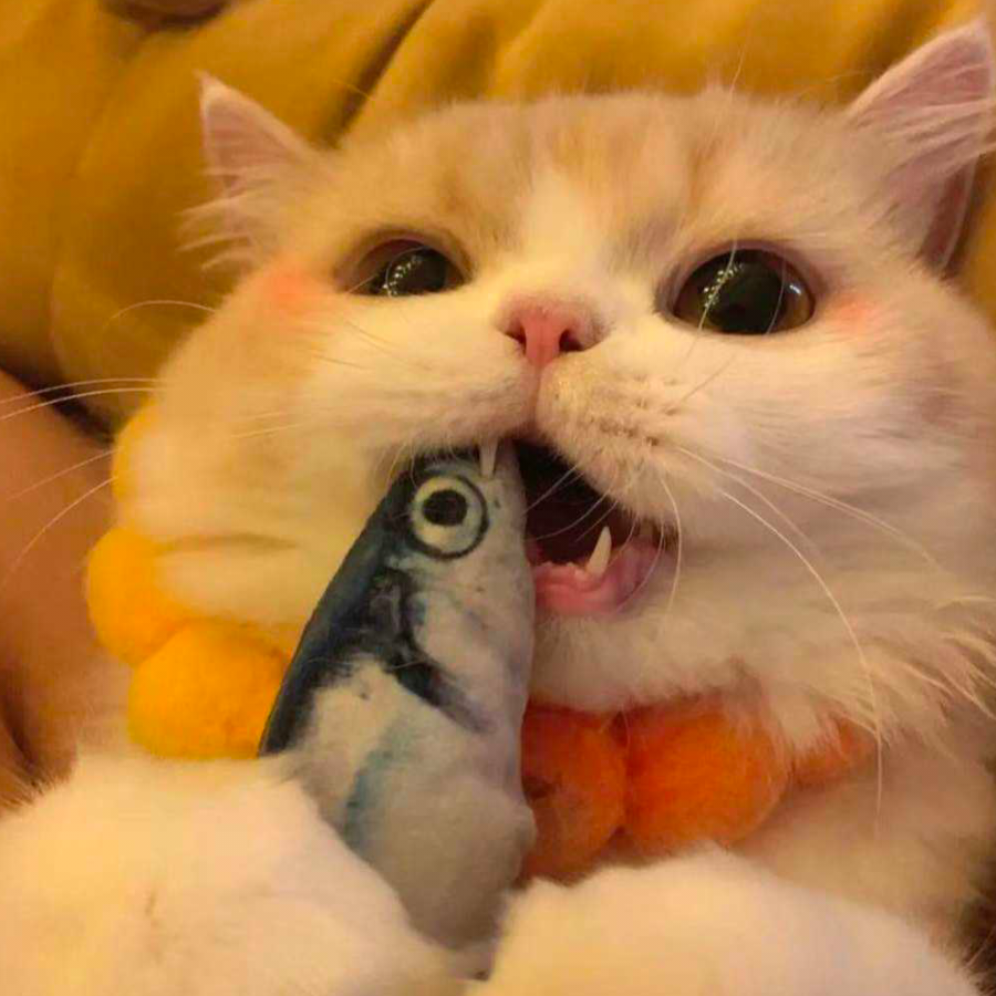 小猫喜欢鱼鱼