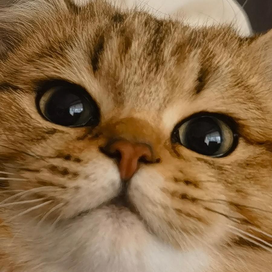 肉松包真好吃
