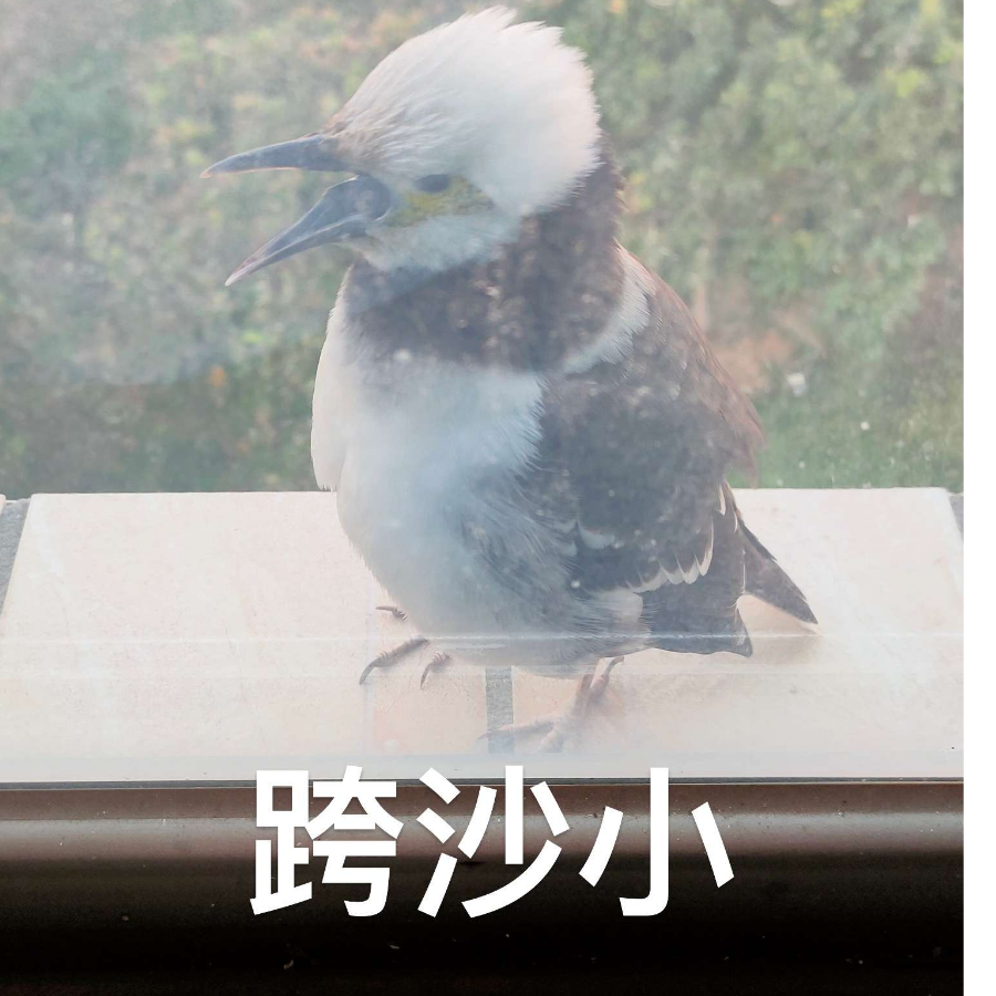 是酱酱哒