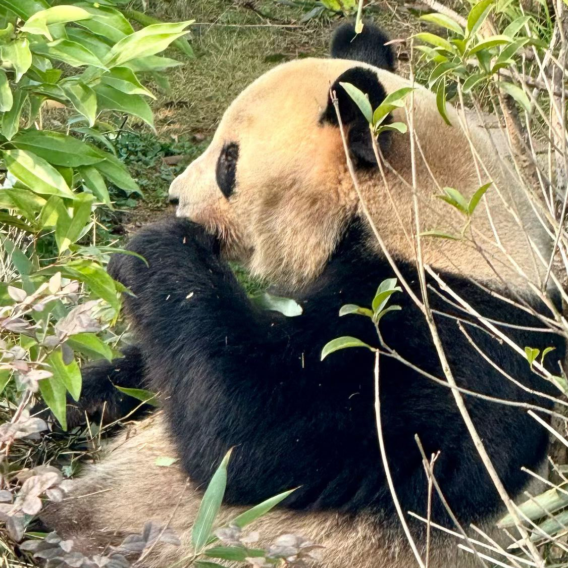 咃の泠漠,ńīの嗳