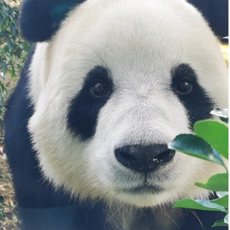 牛奶糖糖
