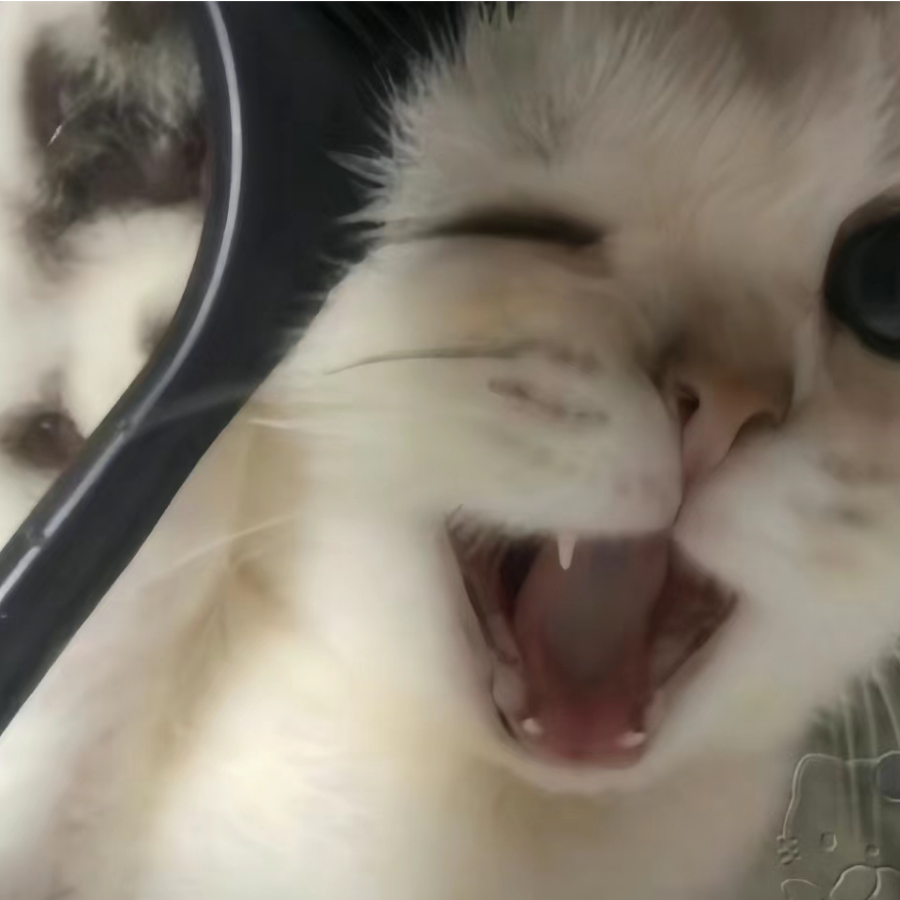 呆呆