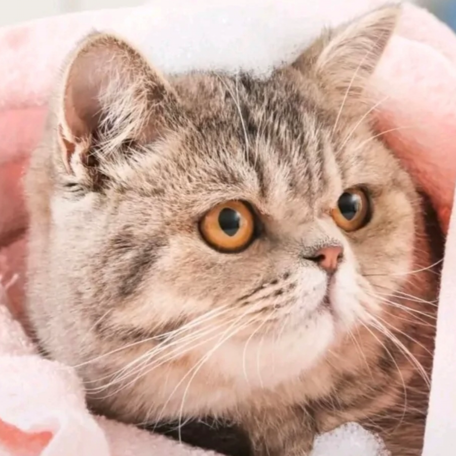 淡黄色的猫