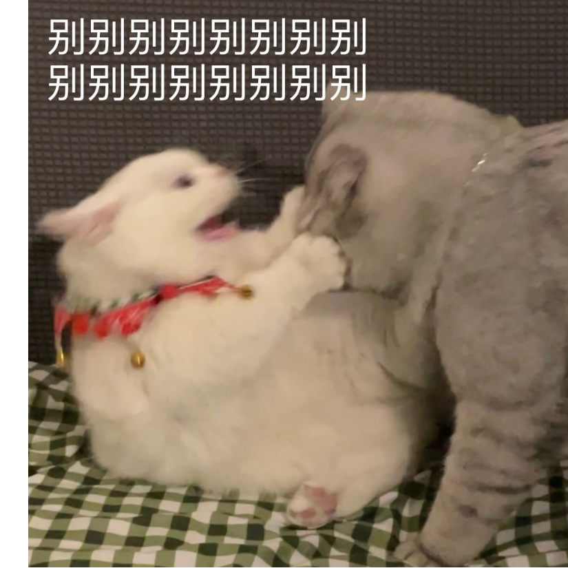 桵木