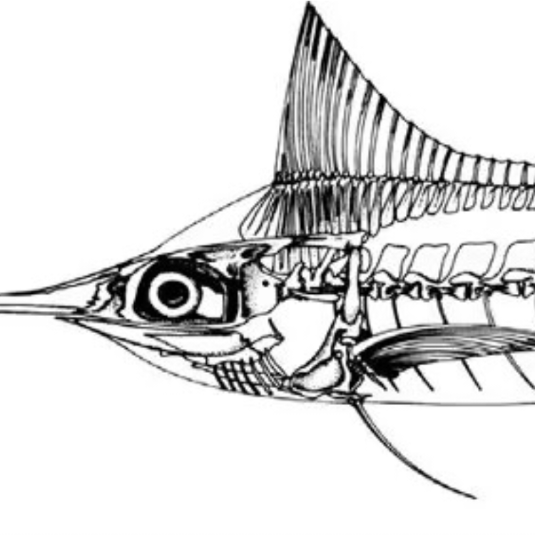 A.P.Sinoceras