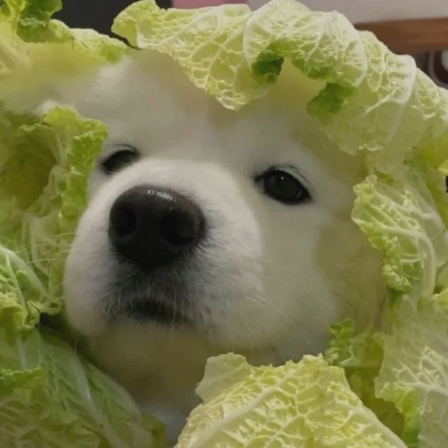 莫莫