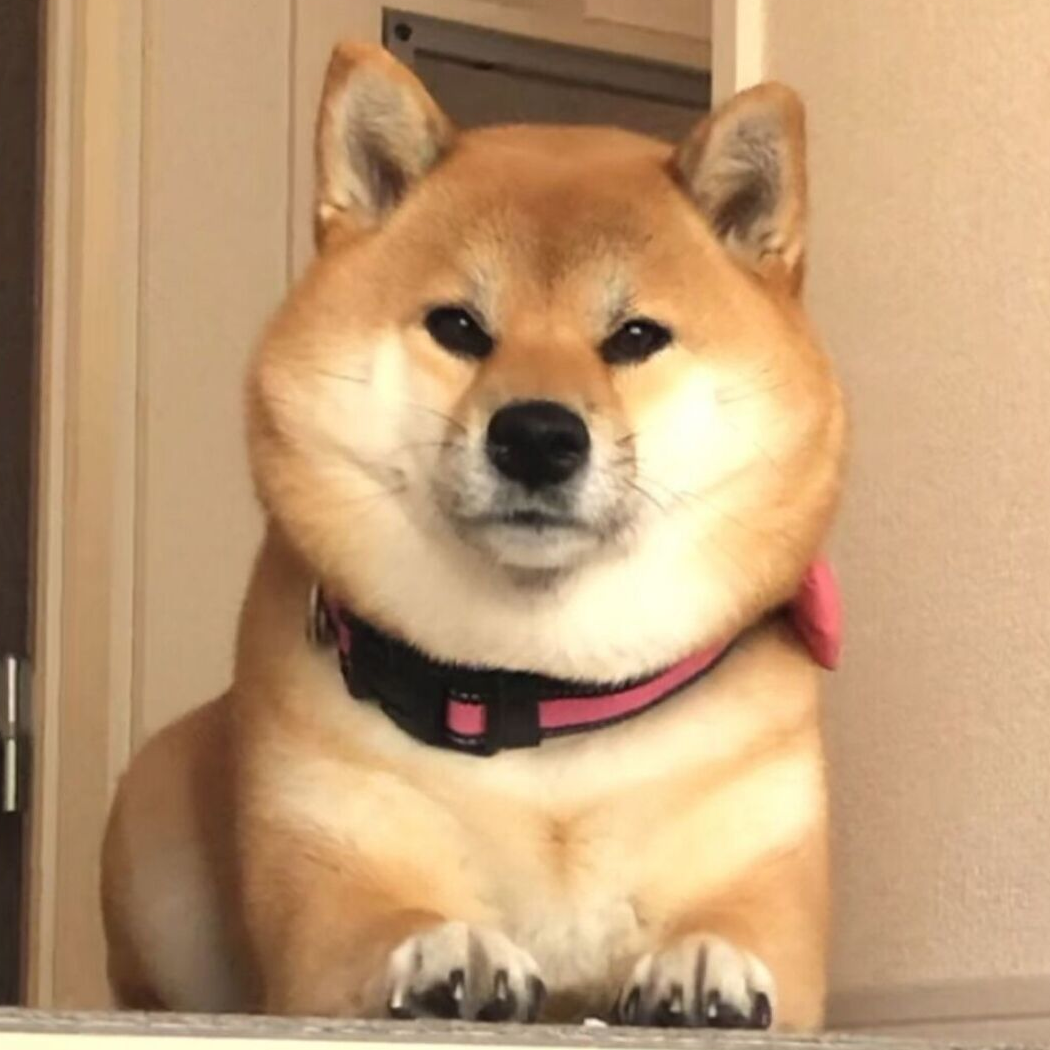 迪迦