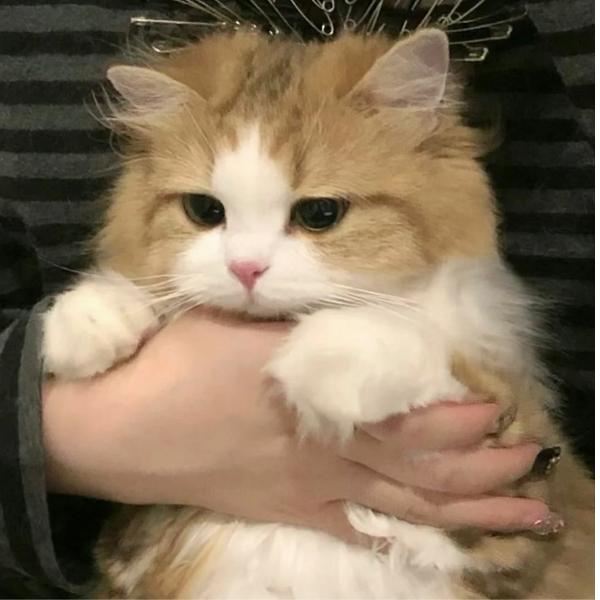 栖