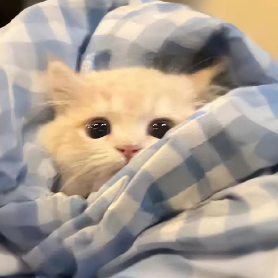 陌陌