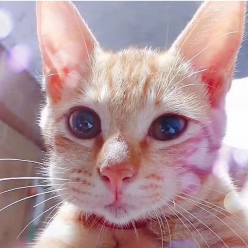 浅湛朱颜醉梦洛