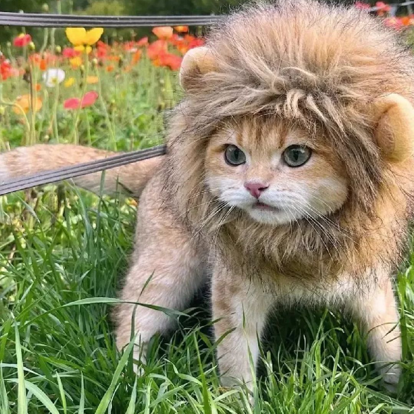 夜猫子