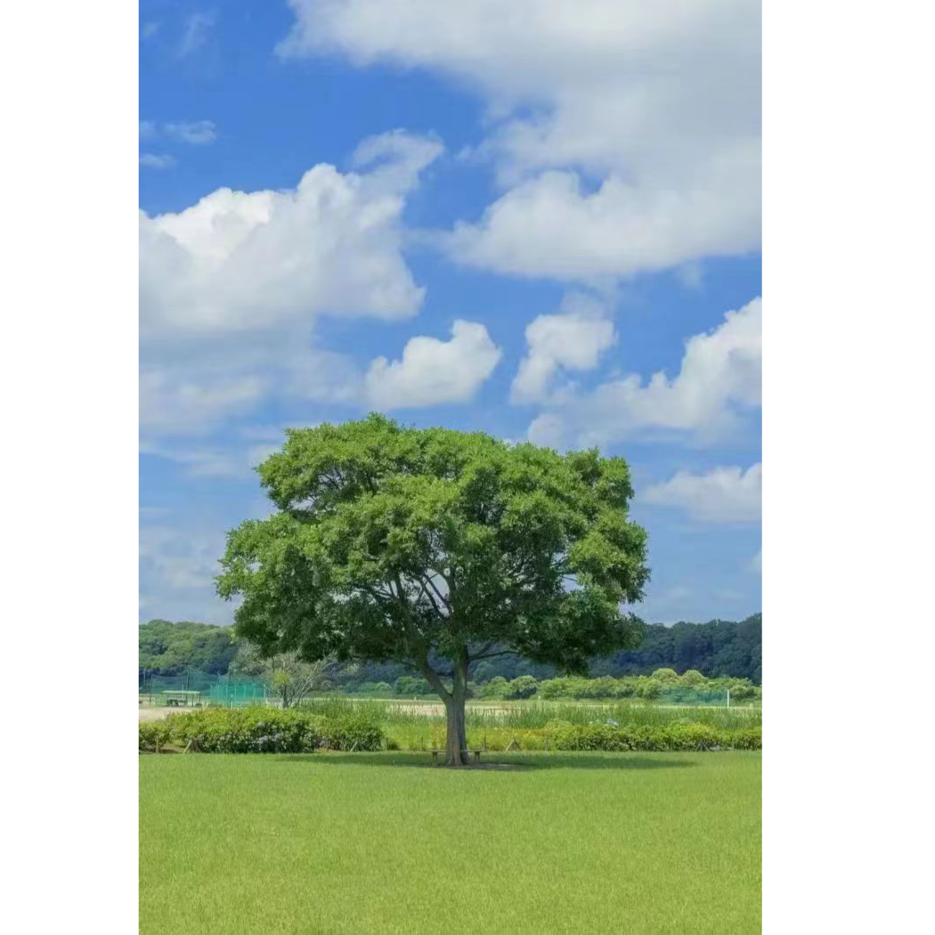 萨斯利尔