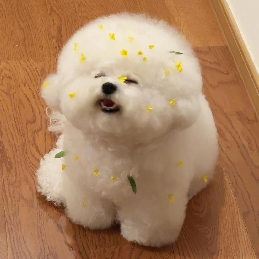 鱼饼
