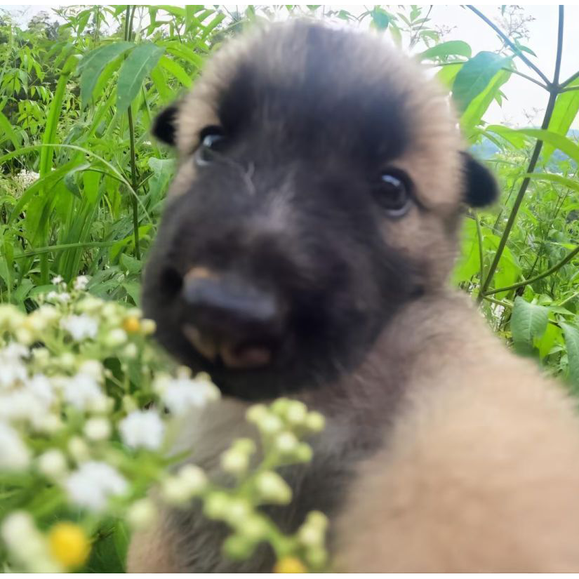 哥的独一无二🌹🌹🌹