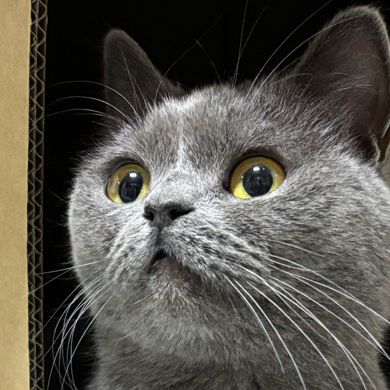 年糕是只猫