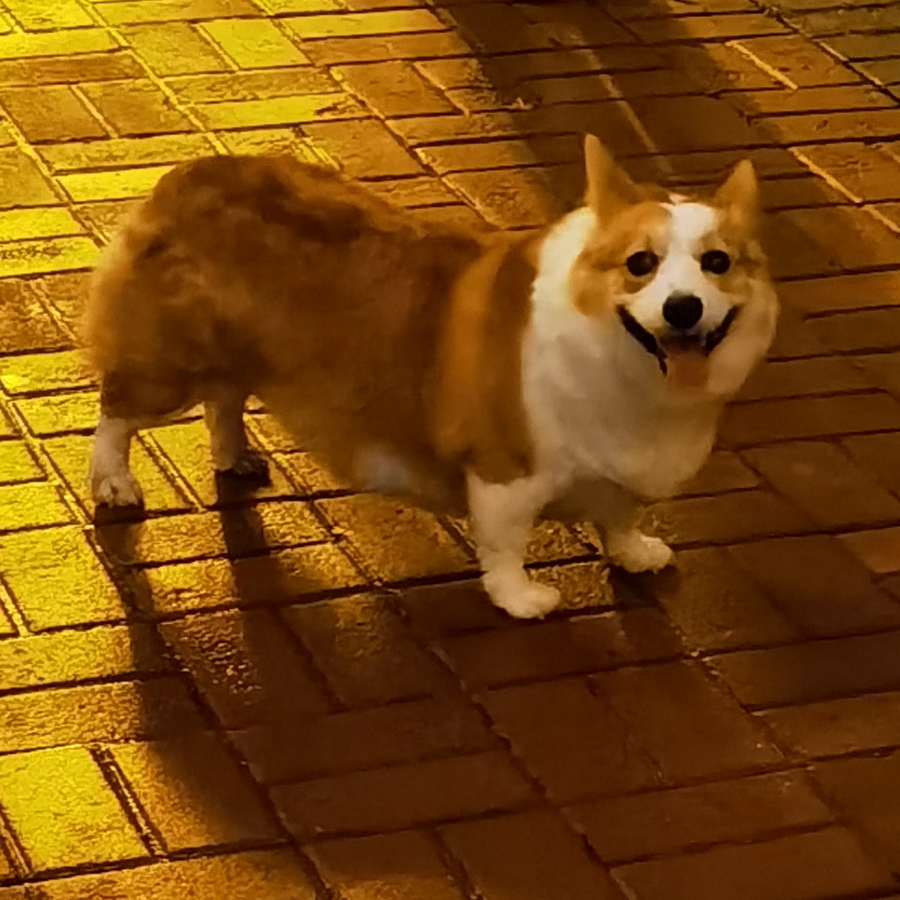 朱幸运🌸