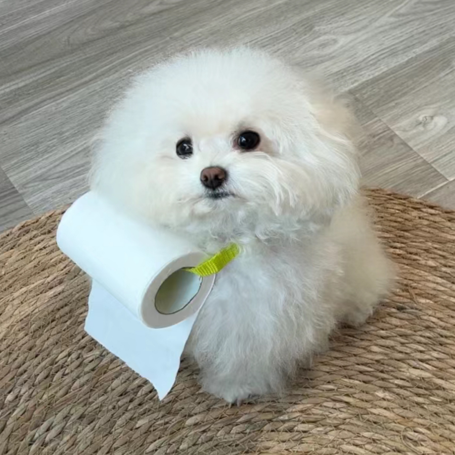 迷惑狗