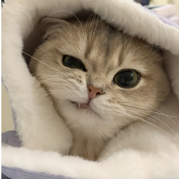 隐身术