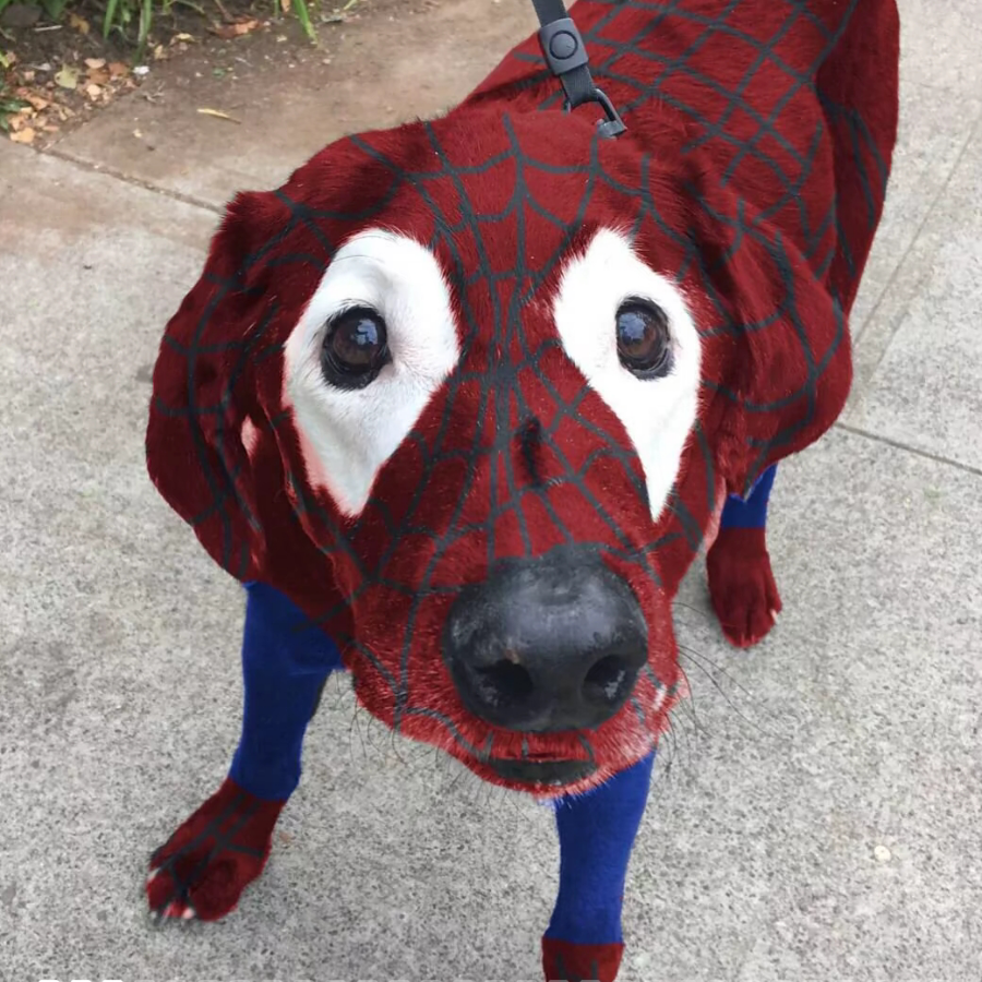 反方向的dog