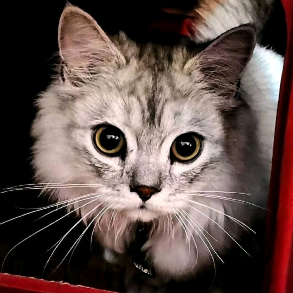 尧呗