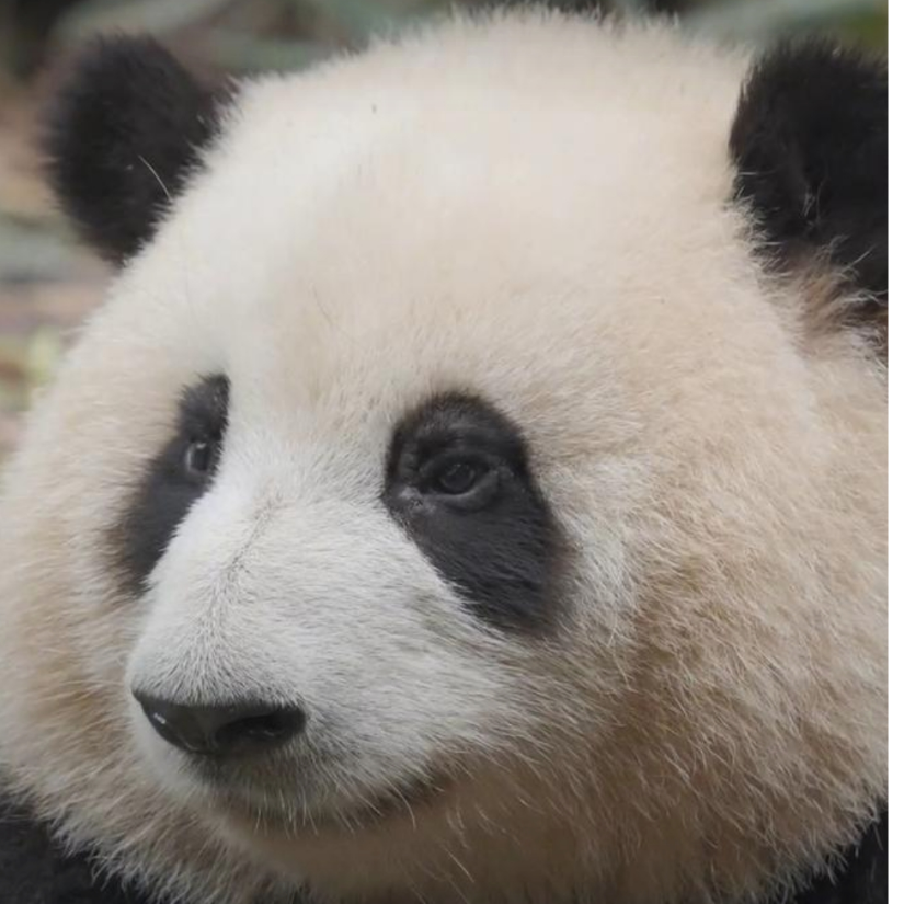 冯宾