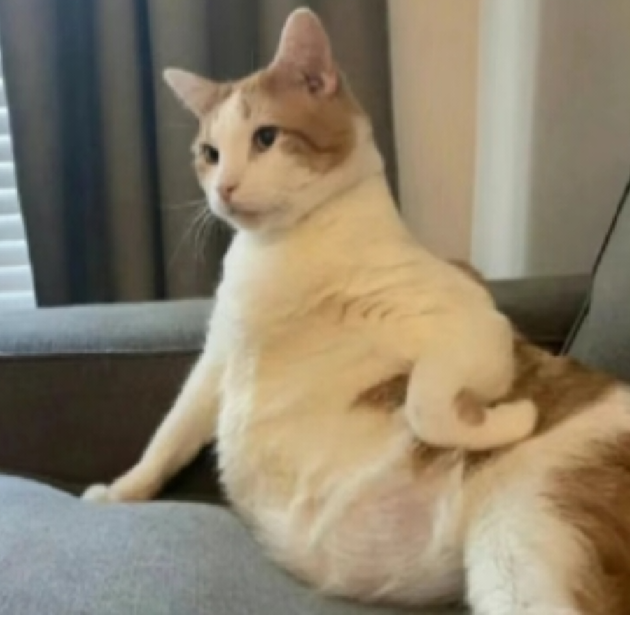 吃鱼只吃烤鱼