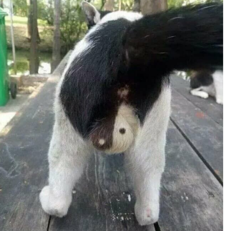 喵嗷嗷嗷嗷嗷