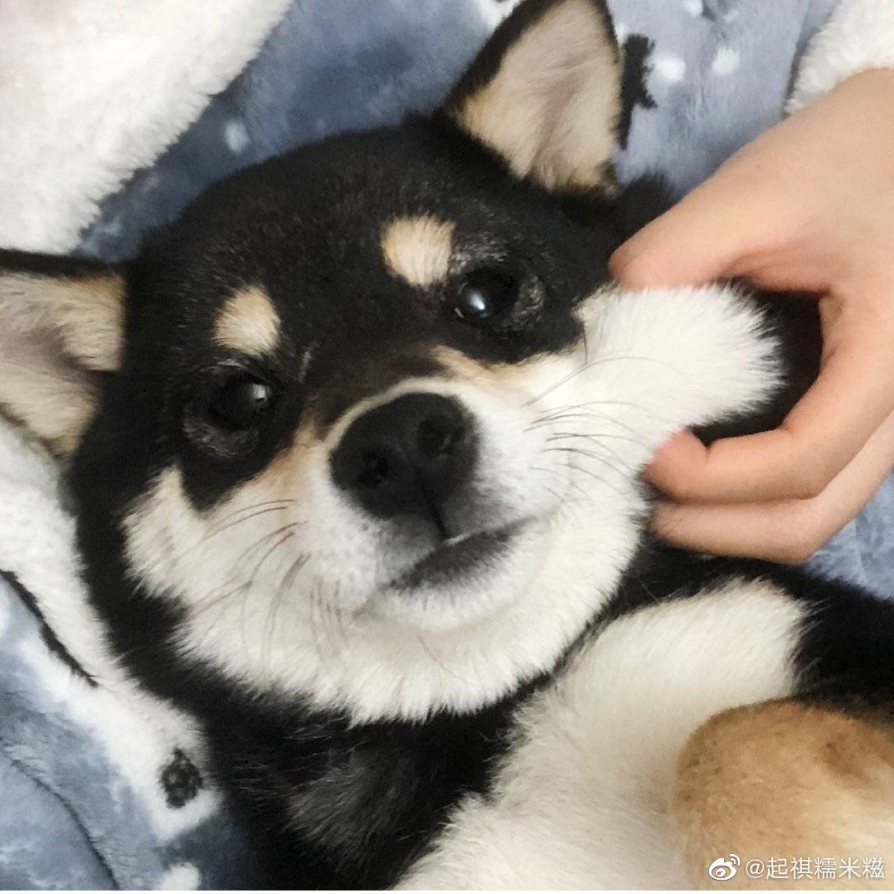 飞飞