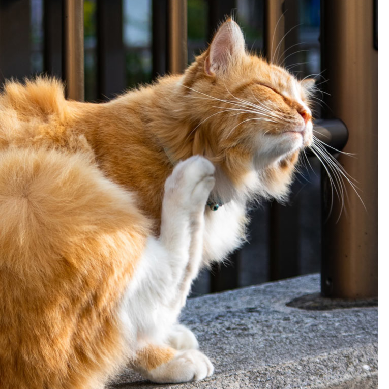 瑞皮娜，给爷死