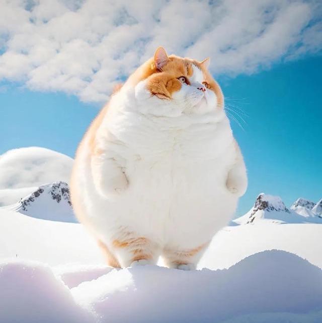 Mr