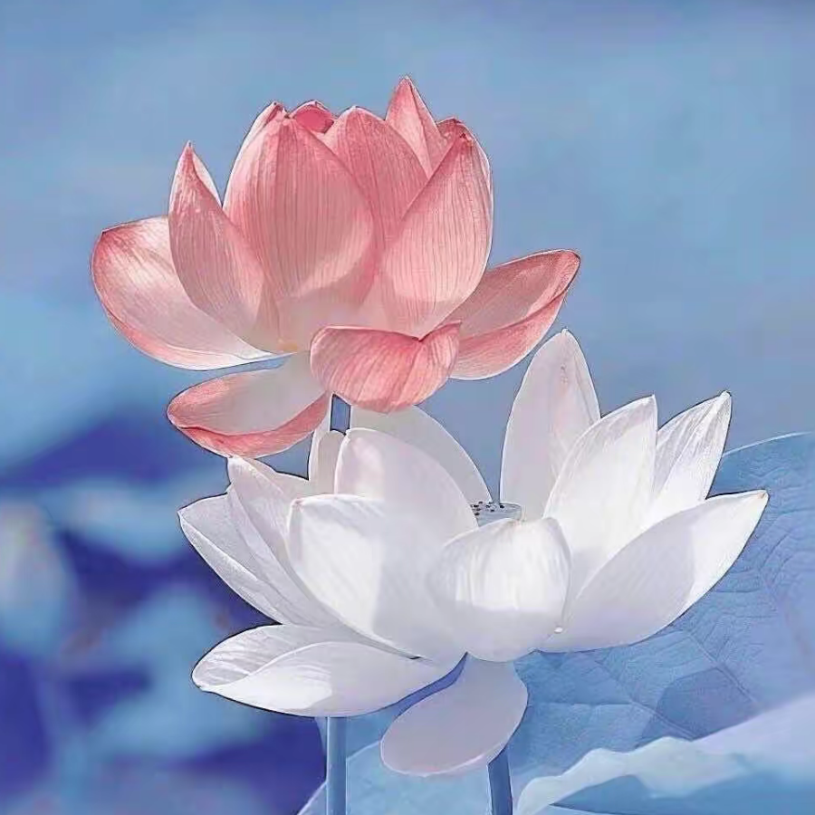 阿弥陀佛 