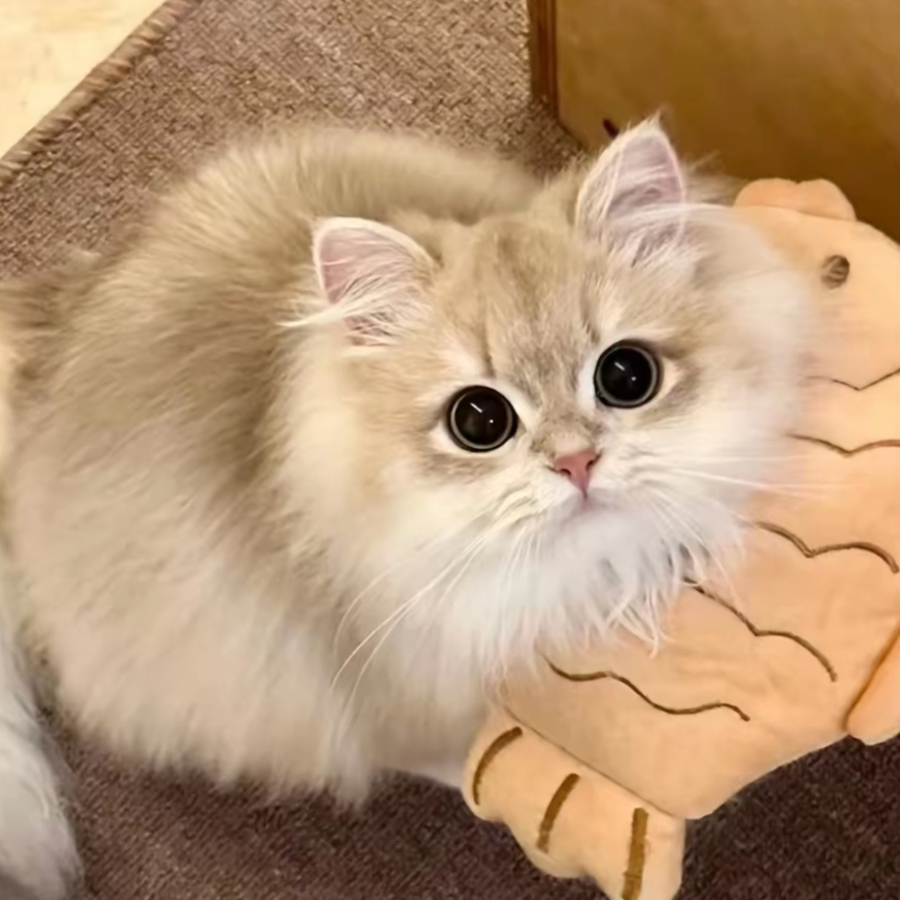 鱼鱼