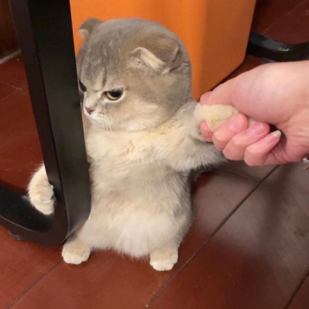 陈晓成成