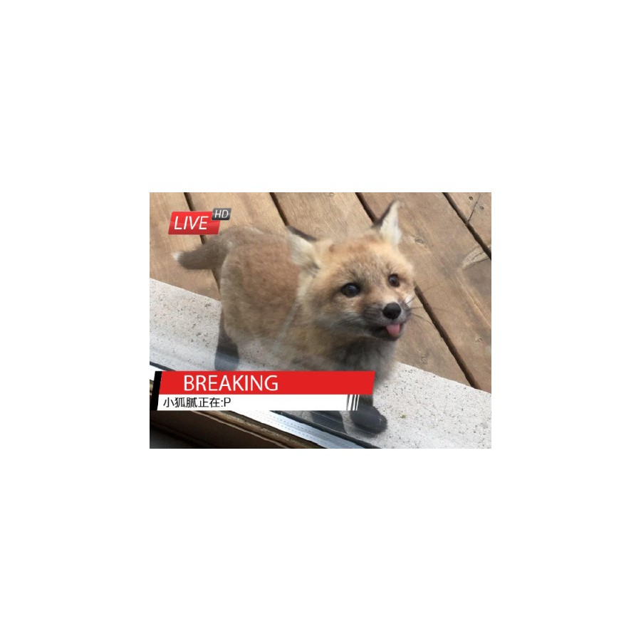 哈基云