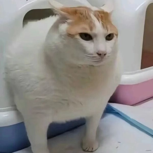 艾米丽大王