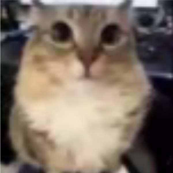 猫头鹰头猫头鹰
