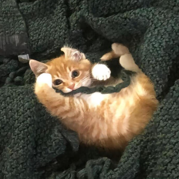 🐟💤
