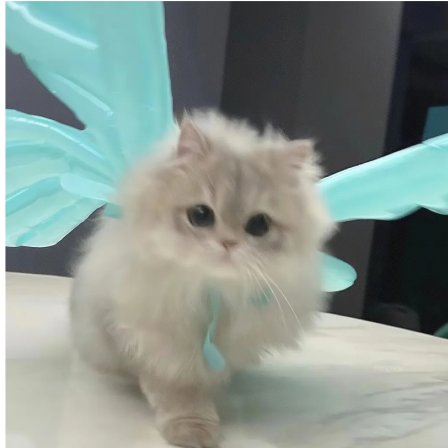 小胡桃.